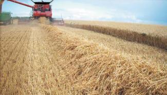कंबाइन हार्वेस्टर Case IH Axial Flow 8120