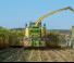 2WD फोरेज हार्वेस्टर Krone BiG X 480