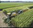 4WD फोरेज हार्वेस्टर New Holland FR 780