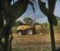 4WD फोरेज हार्वेस्टर New Holland FR 780