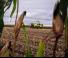 4WD फोरेज हार्वेस्टर Claas Jaguar 1090