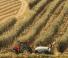 4WD ट्रैक्टर Case IH Quantum 80 CL Rops