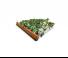 कल्टीवेटर Amazone Cenius 6003-2 TX Special