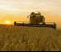 कंबाइन हार्वेस्टर Fendt 5275 C Rice
