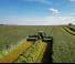 रियर-माउंटेड मोवर - कंडीशनर के साथ डिस्क Claas Disco 9700 RC Auto Swather 