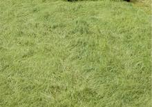 4WD ट्रैक्टर DEUTZ-FAHR Agroplus 410 Ecoline DT